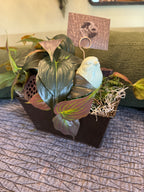 Vintage Bird Nest Vignette with Greens & Pods | Cottagecore Decor