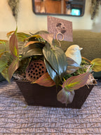 Vintage Bird Nest Vignette with Greens & Pods | Cottagecore Decor