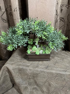Bonsai Tree