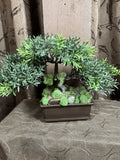 Bonsai Tree