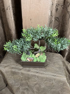 Bonsai Tree